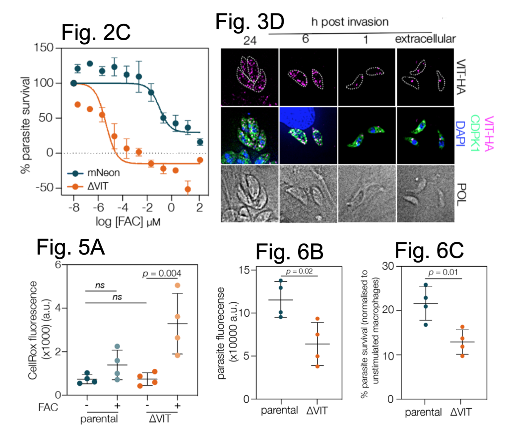The vacuolar iron transporter mediates iron detoxification in ...