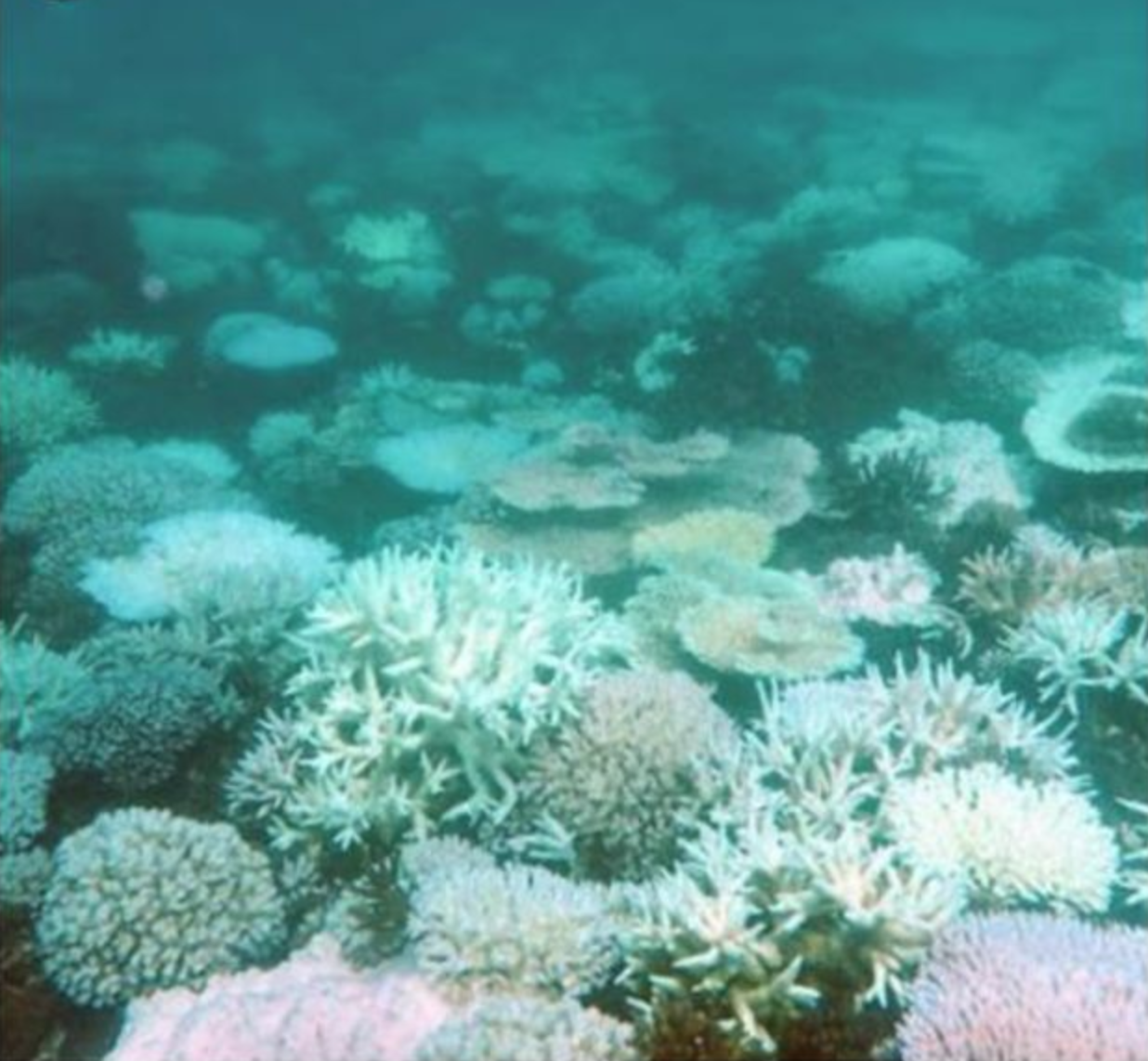 High survival following bleaching highlights the resilience of a highly  disturbed region of the Great Barrier Reef - preLights