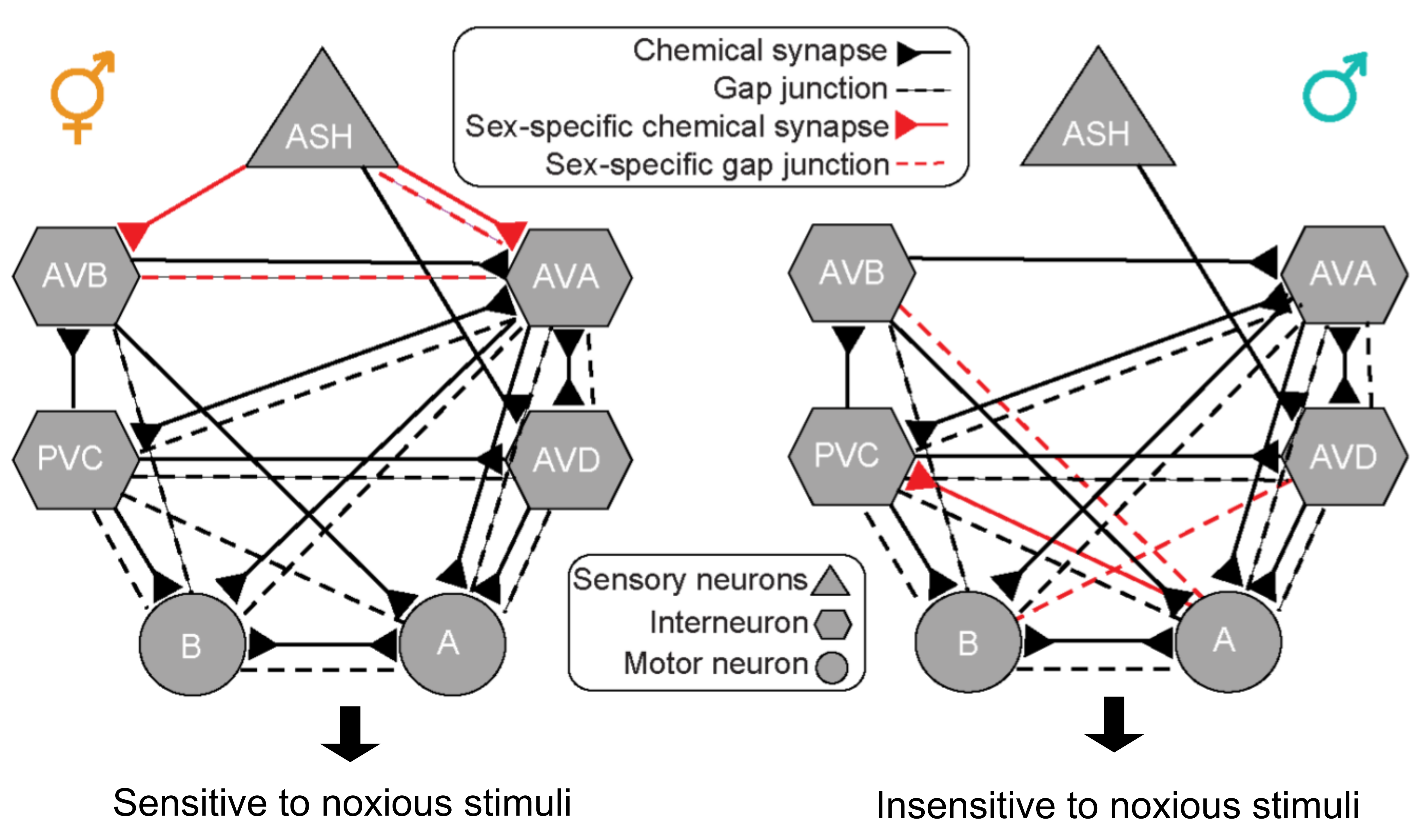 Sex-specific topology of the nociceptive circuit shapes dimorphic behavior in C pic