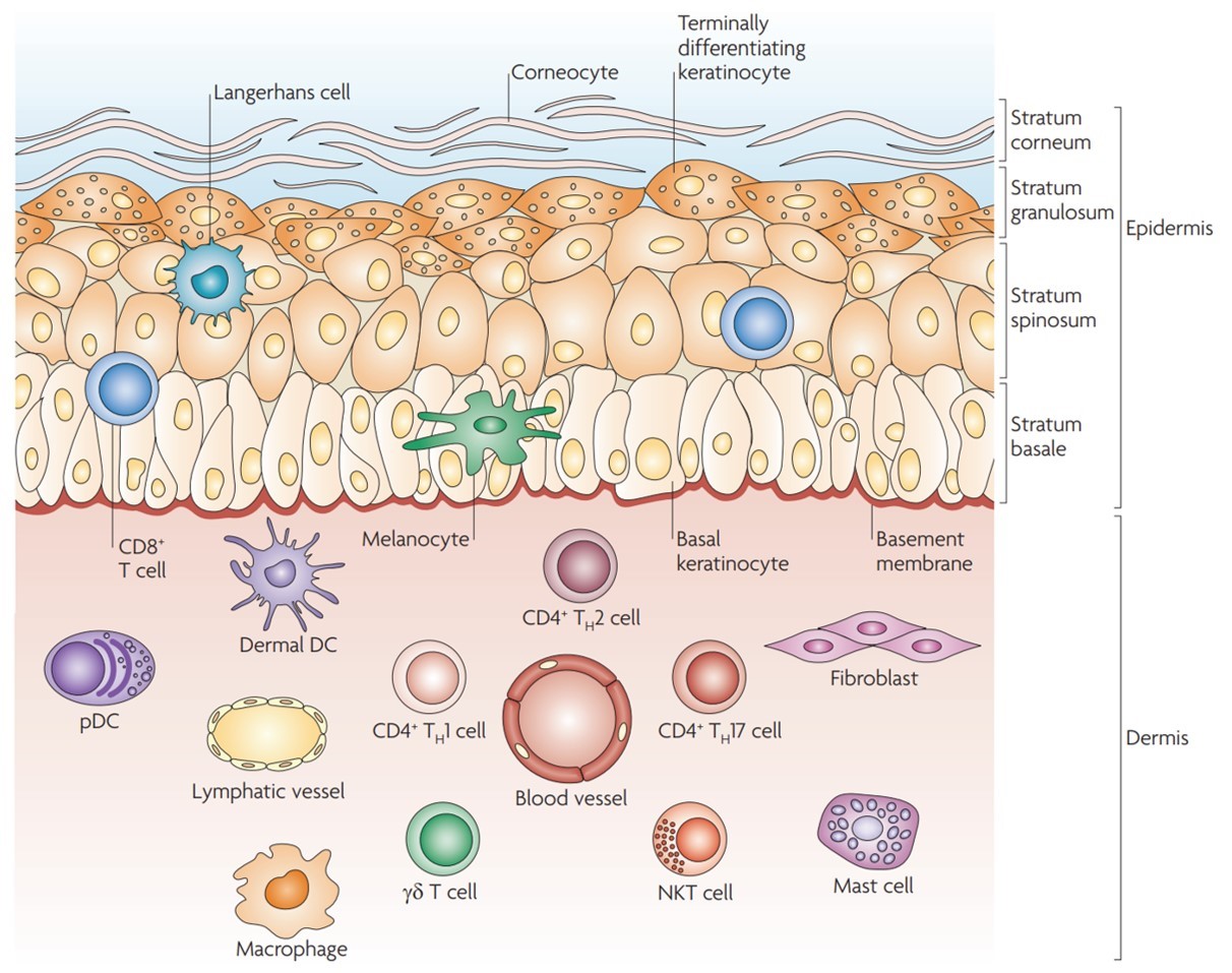 Local IL-17 orchestrates skin aging - preLights