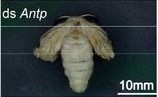 The Hox gene Antennapedia regulates wing development through 20 ...