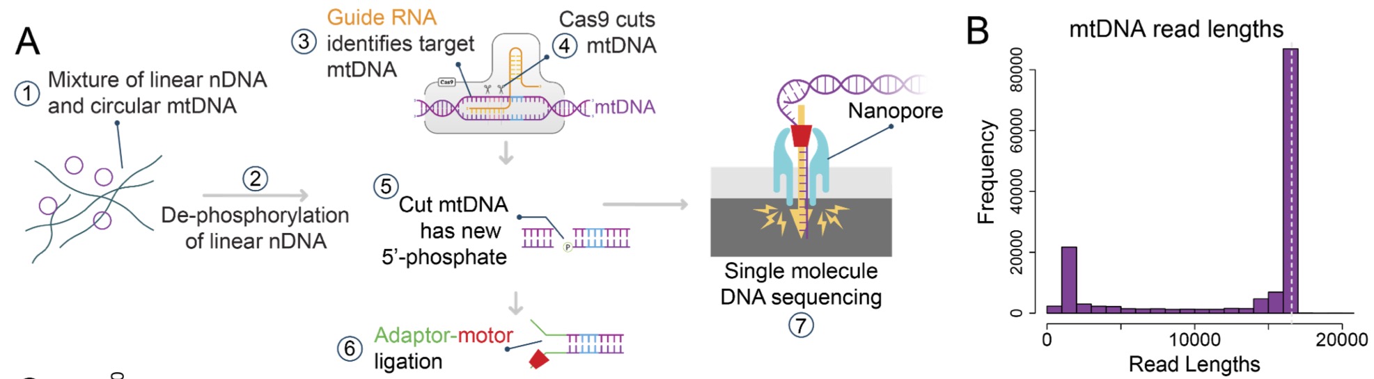 Long read mitochondrial genome sequencing using Cas9guided adaptor