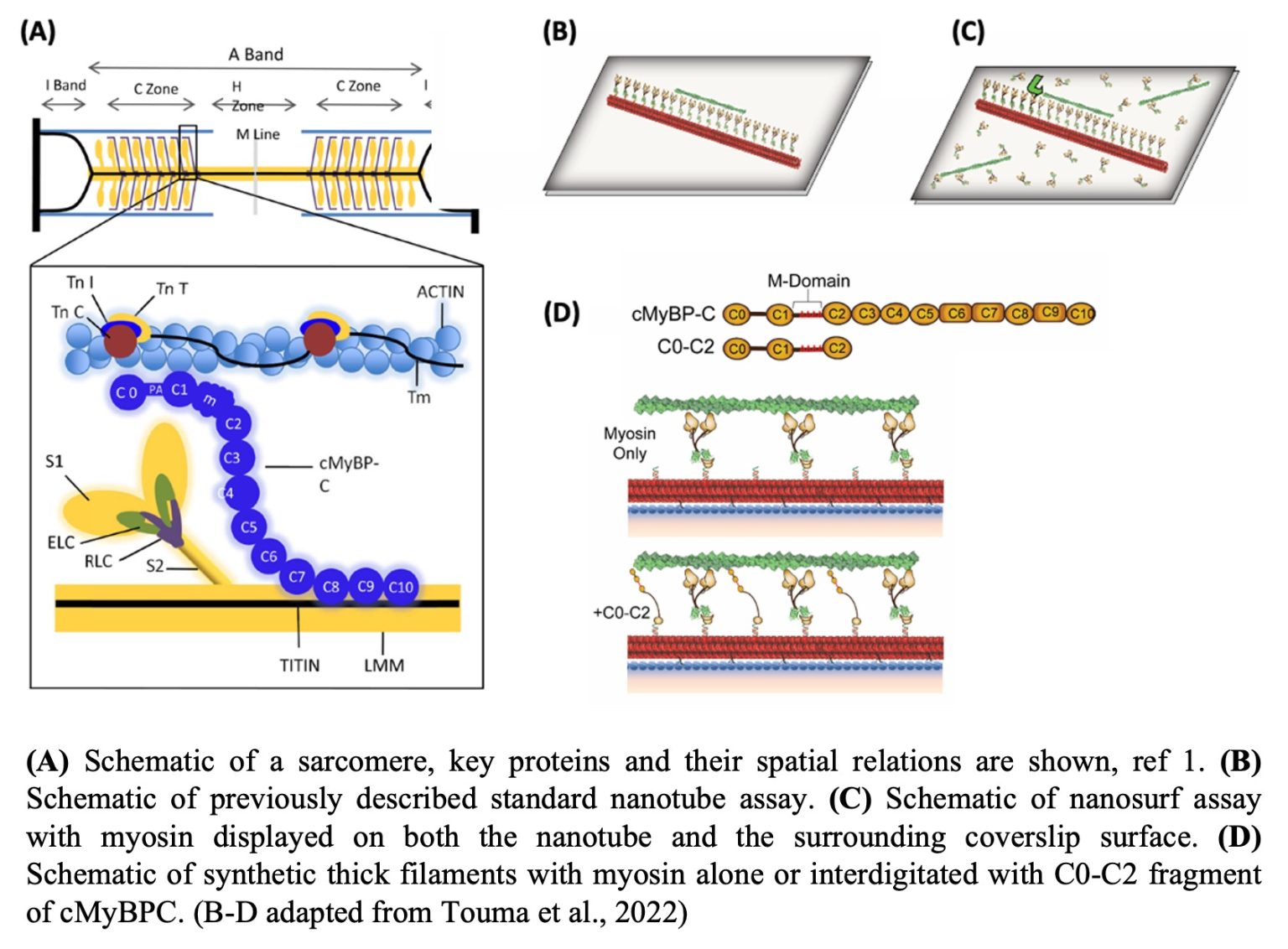 Dissecting β-Cardiac Myosin And Cardiac Myosin-Binding Protein C ...