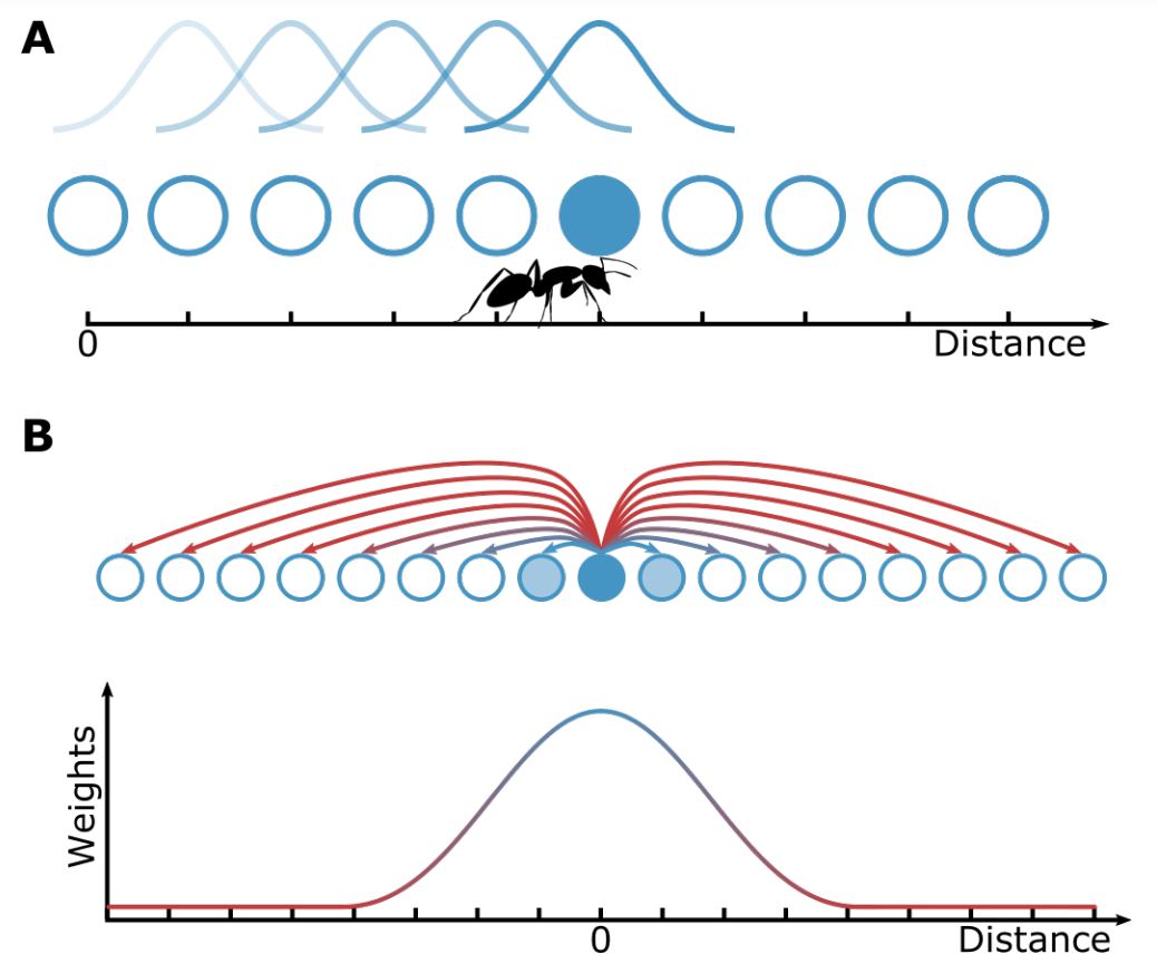 Can the Insect Path Integration Memory be a Bump Attractor? - preLights