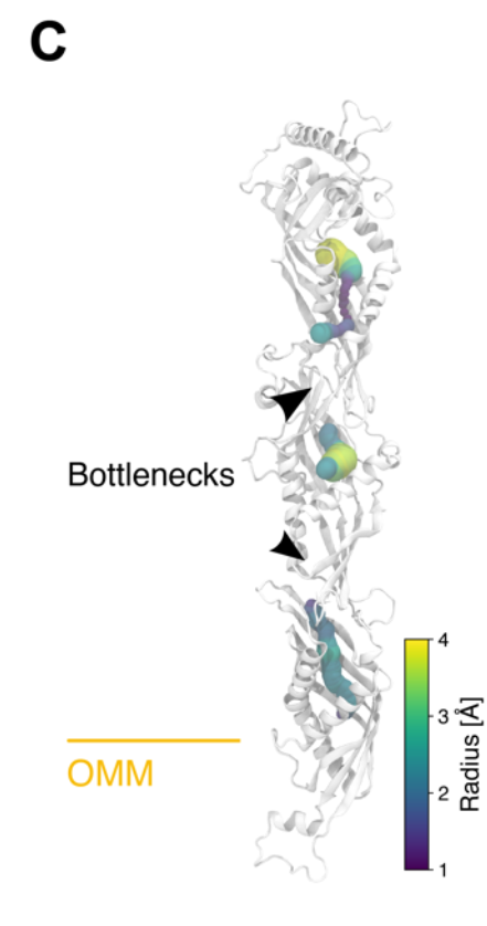 Supramolecular architecture of the ER-mitochondria encounter structure ...