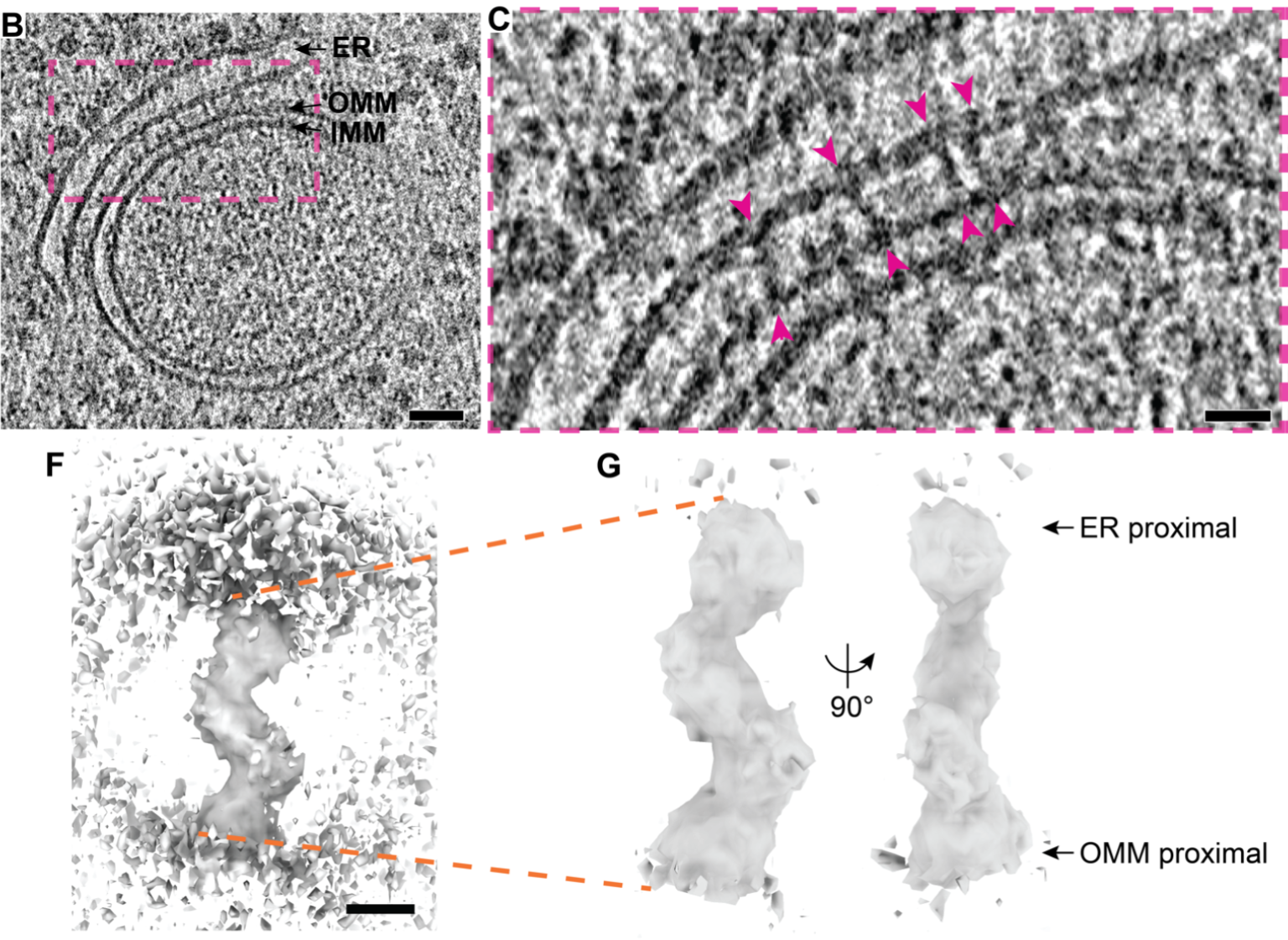 Supramolecular architecture of the ER-mitochondria encounter structure ...