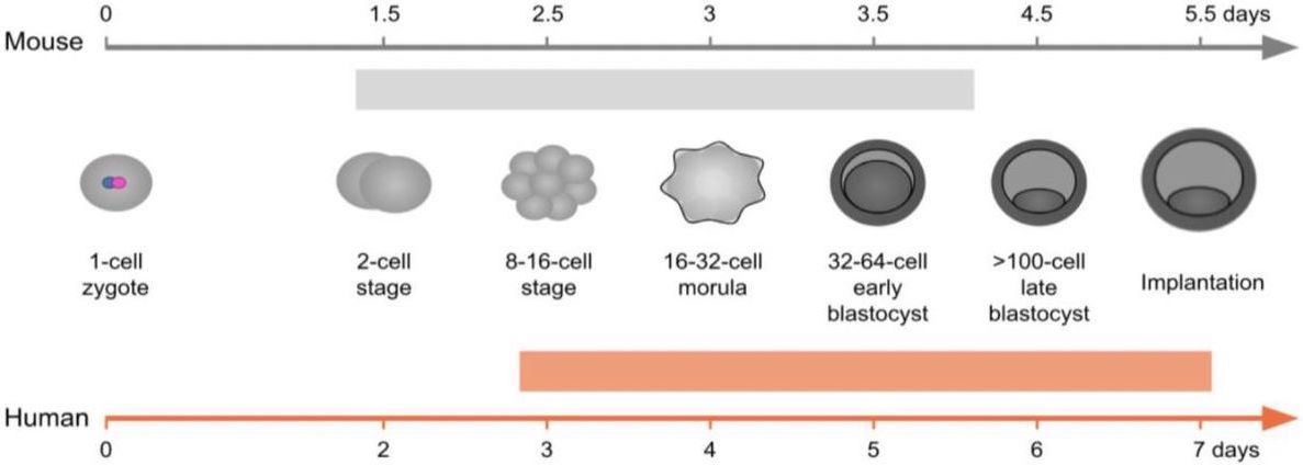 Comparative Developmental Genomics Of Sex Biased Gene Expression In Early Embryogenesis Across 3107