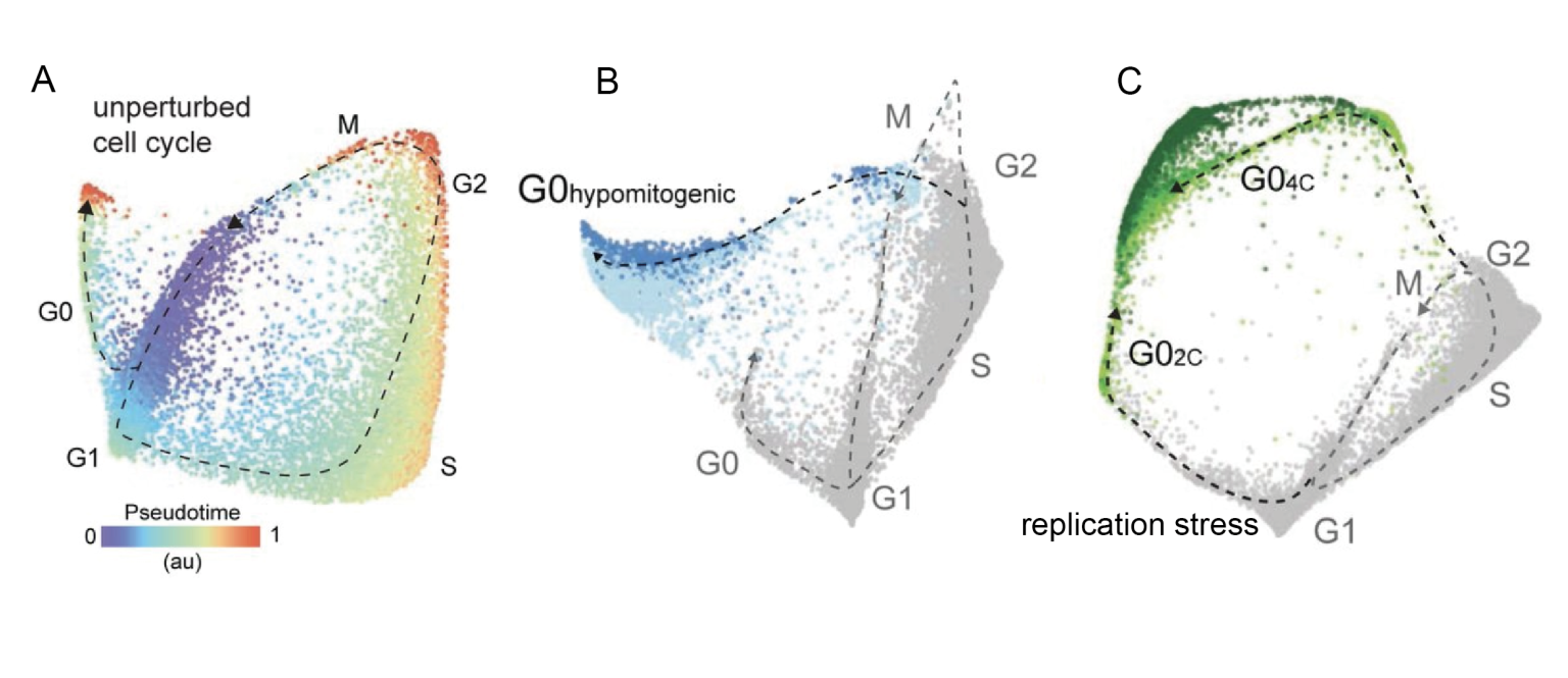 The molecular architecture of cell cycle arrest - preLights