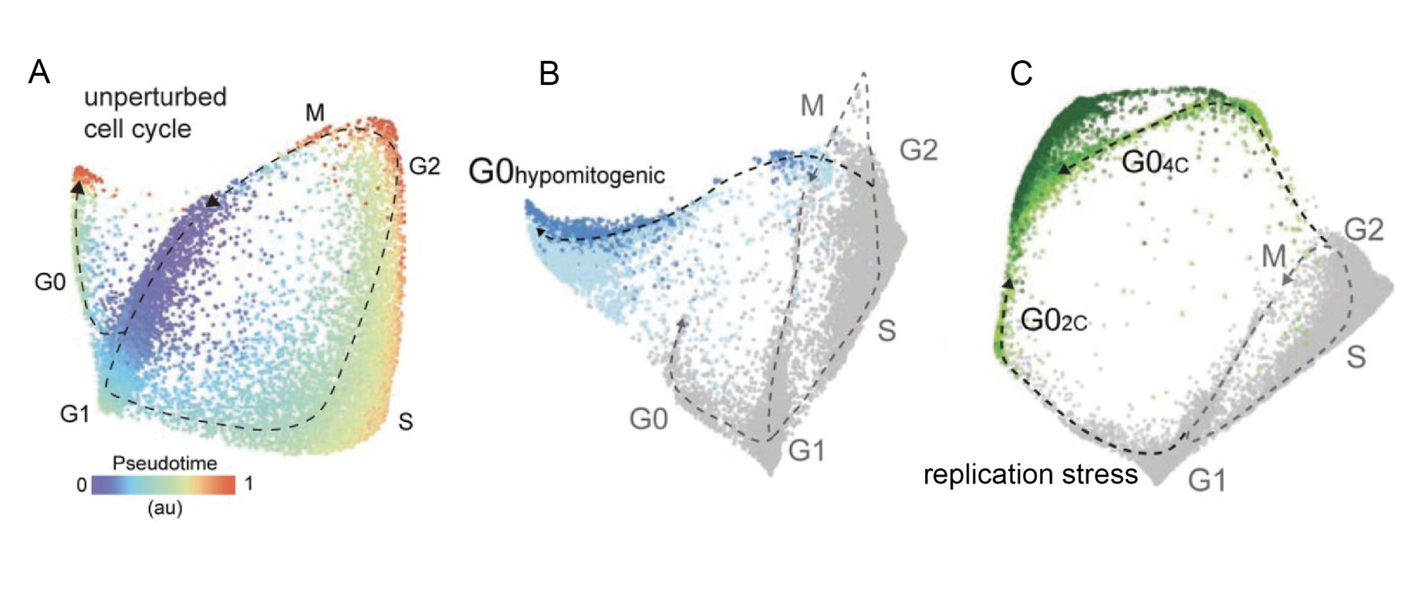 The molecular architecture of cell cycle arrest - preLights