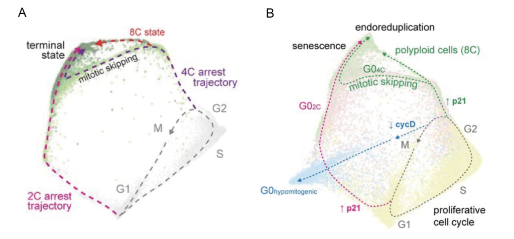 The molecular architecture of cell cycle arrest - preLights