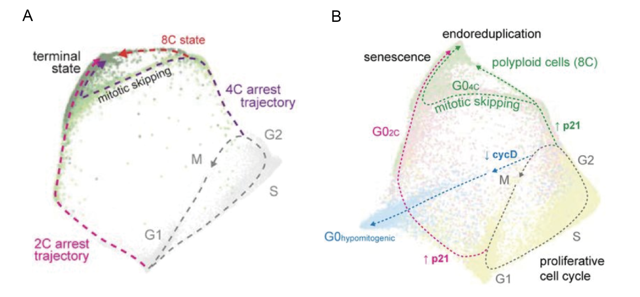 The molecular architecture of cell cycle arrest - preLights