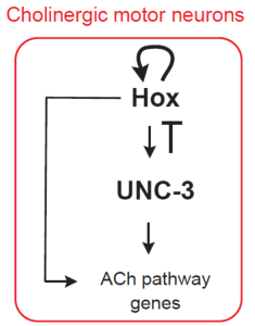 Gene regulatory circuit for the control of cholinergic identity by Hox (LIN-39 and MAB-5) and UNC-3