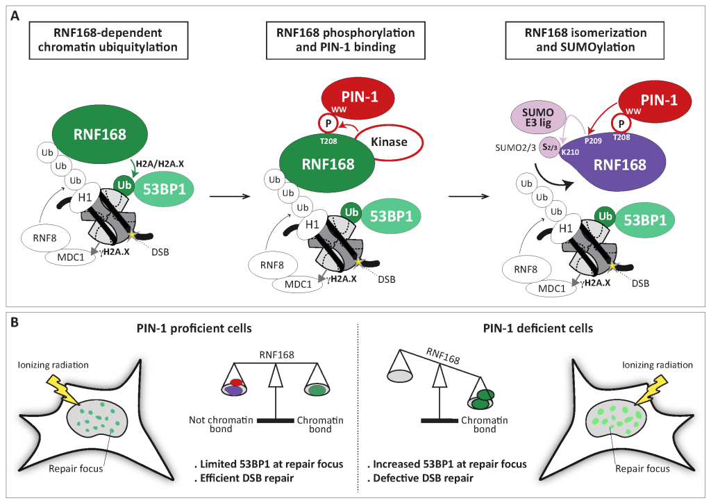 Pin1-promoted SUMOylation of RNF168 restrains its chromatin ...