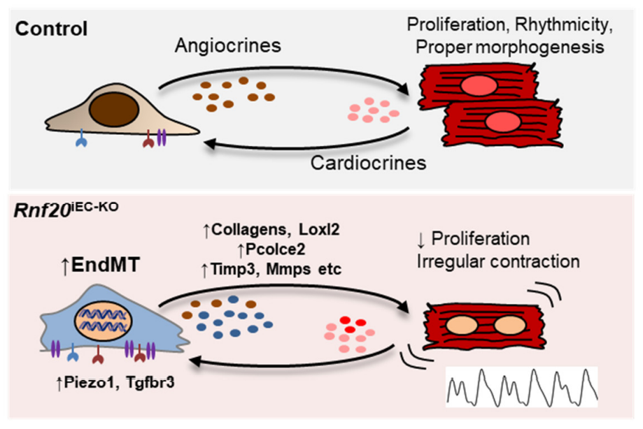 Rnf20 shapes the endothelial control of heart morphogenesis and ...