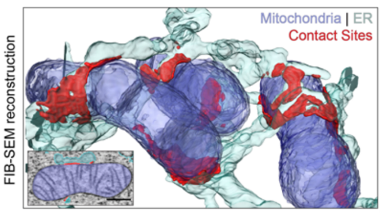 Motion of single molecular tethers reveals dynamic subdomains at ER ...