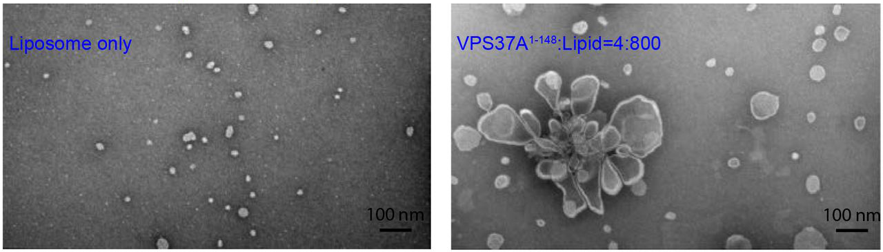 Curvature Sensing and Membrane Remodeling of the VPS37A N-terminal ...