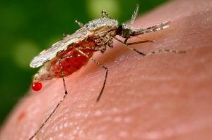Close-up photo of a mosquito perched on human skin and sucking blood