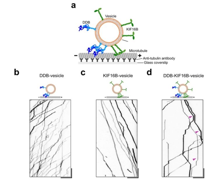 Vesicles driven by dynein and kinesin exhibit directional reversals ...