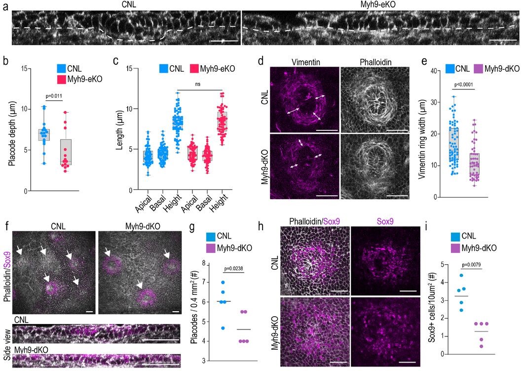 Mechanical forces across compartments coordinate cell shape and fate ...