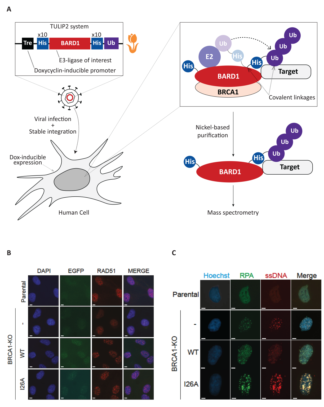BRCA1/BARD1 ubiquitinates PCNA in unperturbed conditions to promote ...
