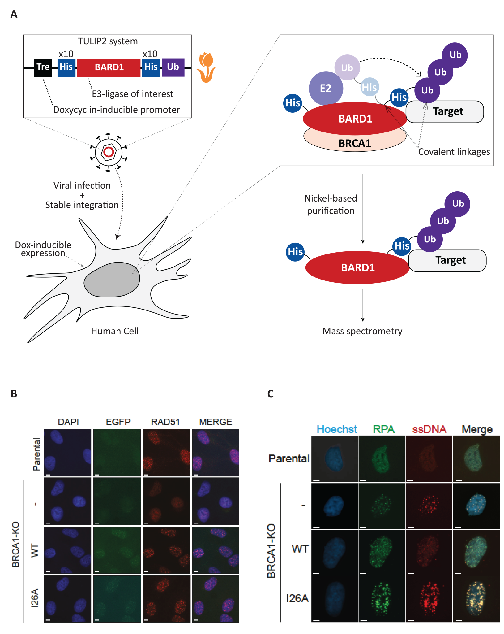 Brca1 Bard1 Ubiquitinates Pcna In Unperturbed Conditions To Promote