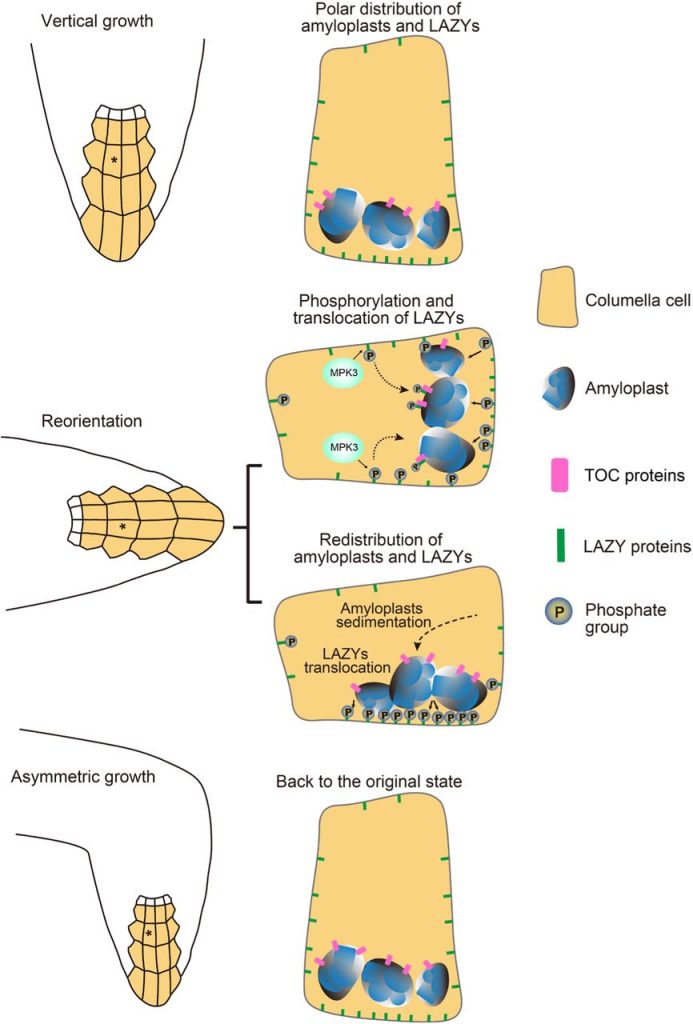 Figure 1: Model for gravity sensing in plant columella cells. Under vertical growth, LAZY proteins are accumulated more on the lower side of the plasma membrane in columella cells. Gravistimulation via reorientation triggers the interactions between the MKK5-MPK3 kinase module and LAZY proteins, resulting in phosphorylation of LAZY proteins. Subsequently, phosphorylated LAZYs may translocate onto the surface of amyloplasts via directly interacting with TOC proteins. Amyloplast sedimentation guides the LAZY proteins to distribute onto the new lower side of the plasma membrane in columella cells, where LAZY induces asymmetrical auxin distribution and differential growth. When the roots resume vertical growth, the LAZY proteins are dephosphorylated, returning to their original state. From Chen et al. (2023).
