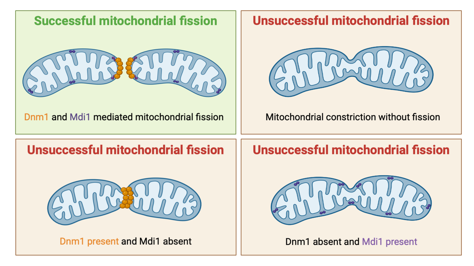 Exploring the Link Between Mitochondrial Metabolism, Sirtuins, and Aging