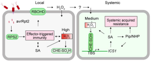 Figure 1: Model for local and systemic action of RBOHD-produced H2O2. In the local cell (left) Pseudomonas syringae injects avrRpt2 effectors into the plant cell, where they are recognized by the receptor RPS2. RPS2 triggers effector-triggered immunity, which includes SA-biosynthesis and the activation of RBOHD to produce H2O2. The local high concentration of H2O2 further amplifies the effector-triggered immune¬ response, resulting in the hypersensitive response, and sulfinylation (SO2H) of CHE, lending it incapable of binding to the ICS1 promoter. However, H2O2 also spreads to the systemic tissue (right), where, at lower concentrations, it sulfenylates (SOH) CHE, which allows the transcription factor to bind to the ICS1 promoter and induce SA-biosynthesis, which activates Pip/N-hydroxypipecolic acid (NHP) biosynthesis and ultimately triggers systemic acquired resistance. From Cao et al., 2023.