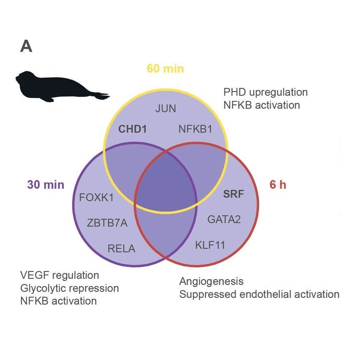 Hypoxia blunts angiogenic signaling and upregulates the antioxidant