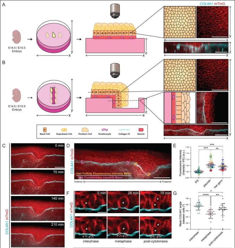 A Window into Mammalian Basement Membrane Development: Insights from ...