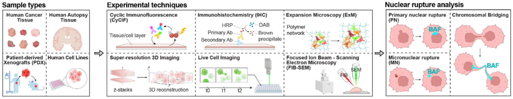 2D and 3D multiplexed subcellular profiling of nuclear instability in ...