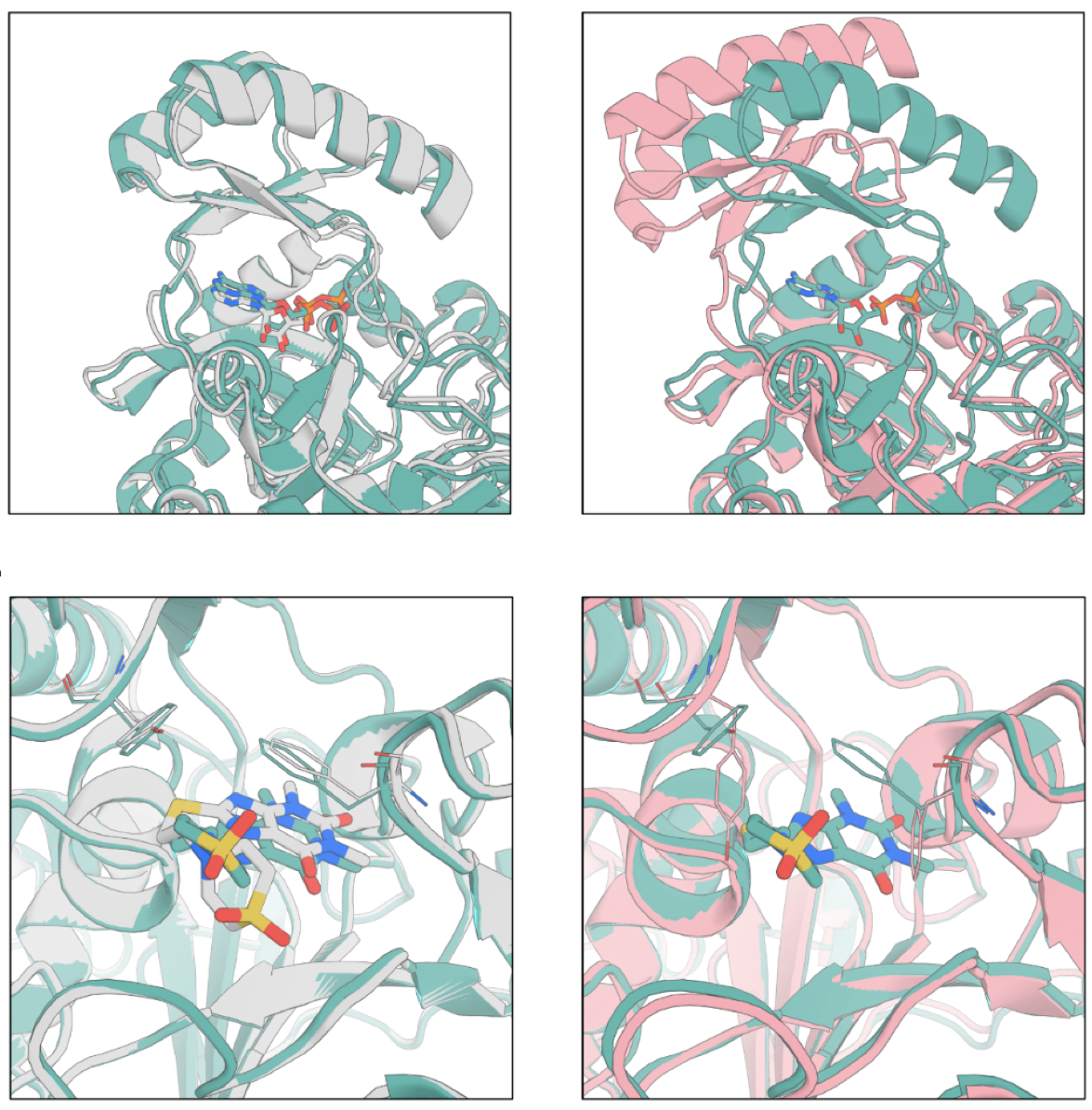 Generalized Biomolecular Modeling and Design with RoseTTAFold AllAtom