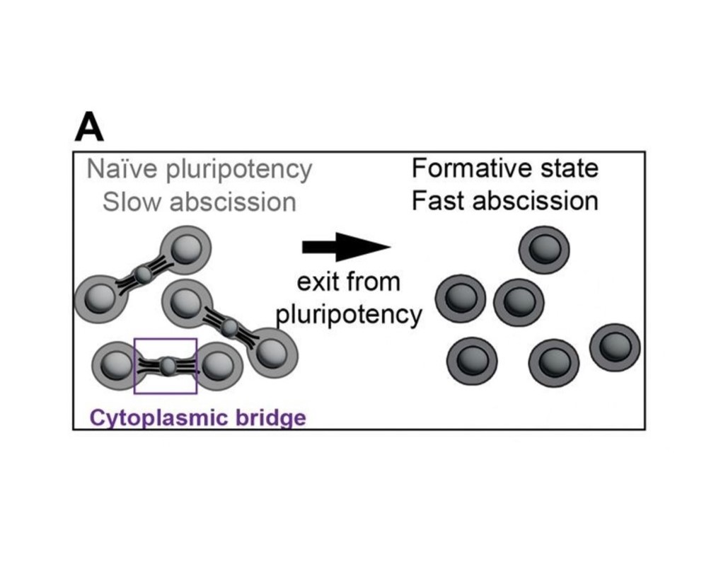 Aurora B controls microtubule stability to regulate abscission dynamics ...