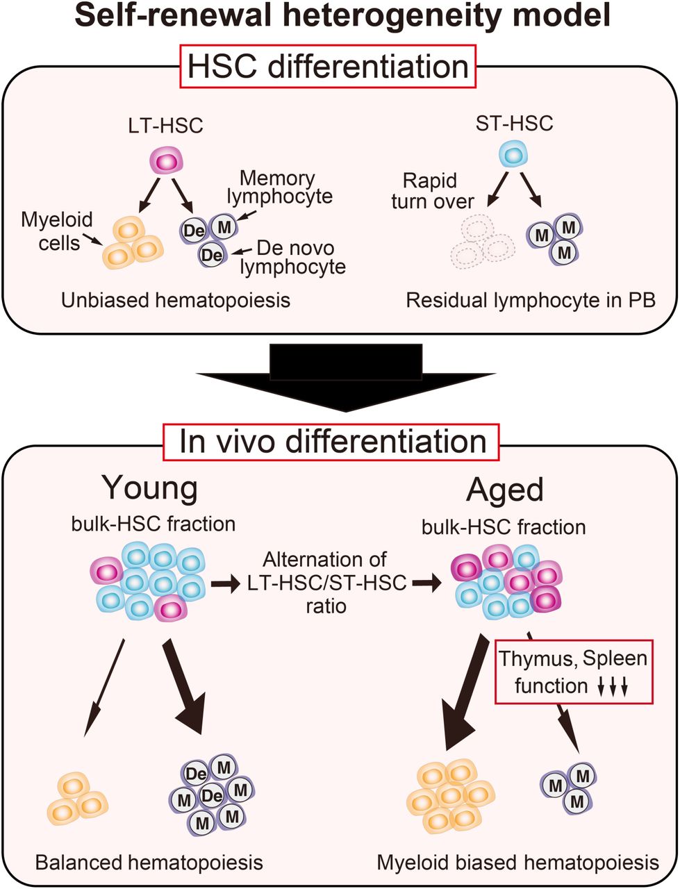 Alteration of long and short-term hematopoietic stem cell ratio causes ...