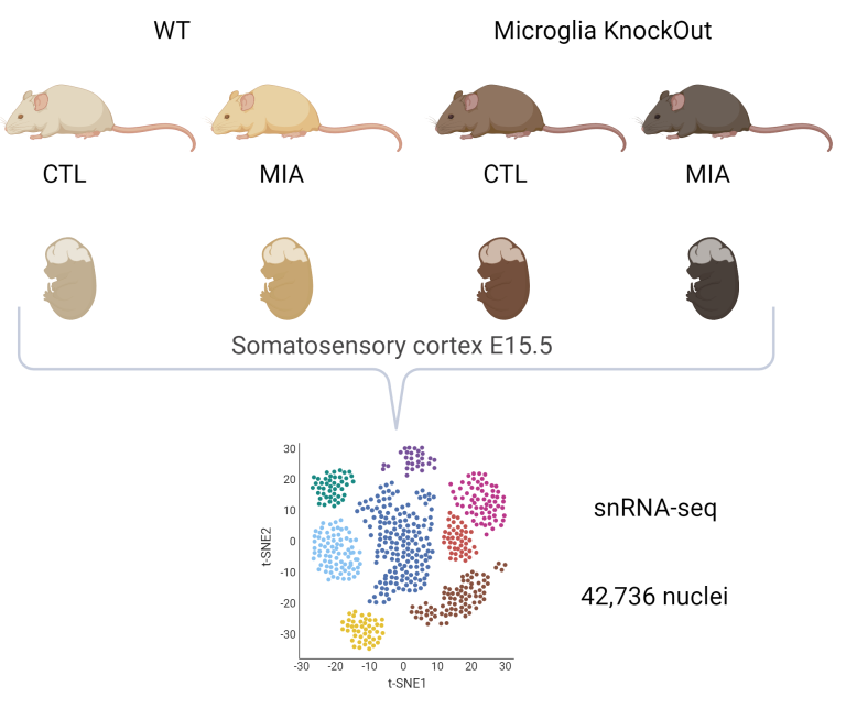 Fetal Brain Response To Maternal Inflammation Requires Microglia 