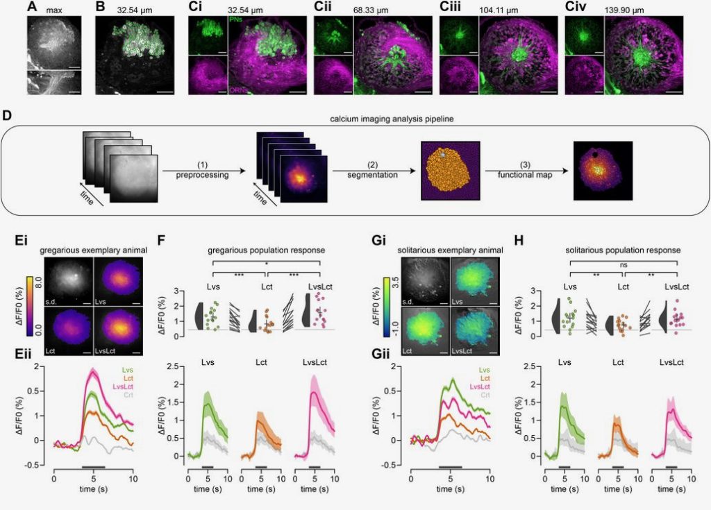 Synergistic Olfactory Processing For Social Plasticity In Desert 