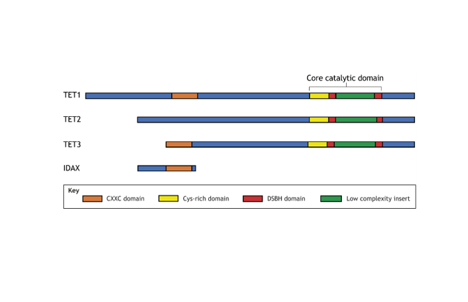 OGT prevents DNA demethylation and suppresses the expression of ...