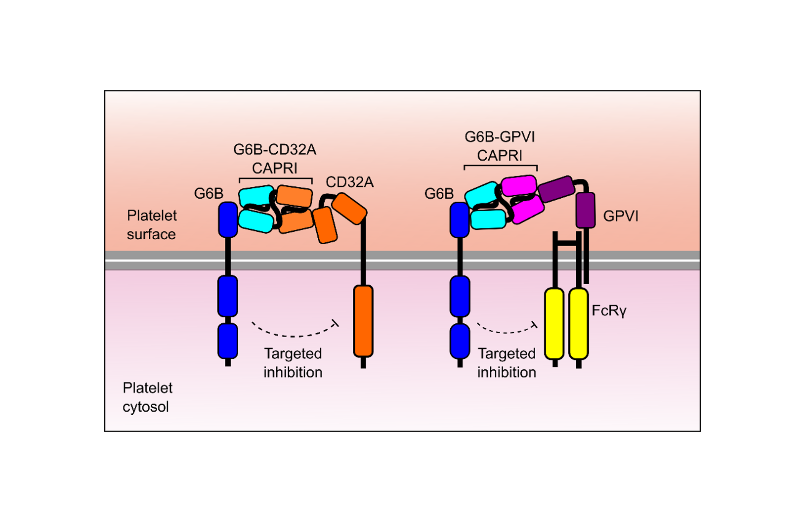 G6b-B antibody-based cis-acting platelet receptor inhibitors (CAPRIs ...