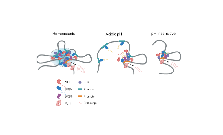 Inflammatory Activity Control of Inflammatory Response by Tissue Microenvironment - preLights