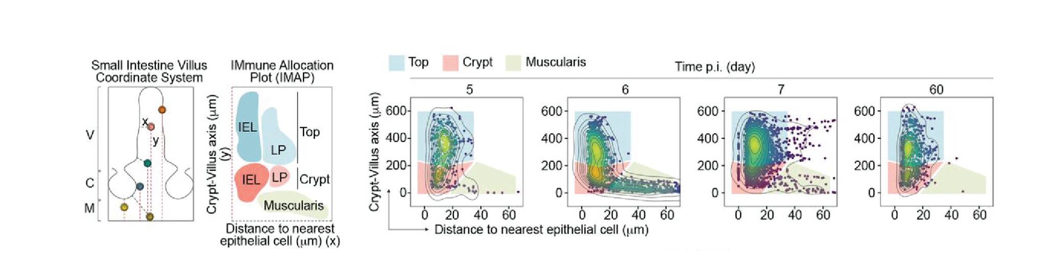Functional Diversity of Memory CD8 T Cells is Spatiotemporally ...
