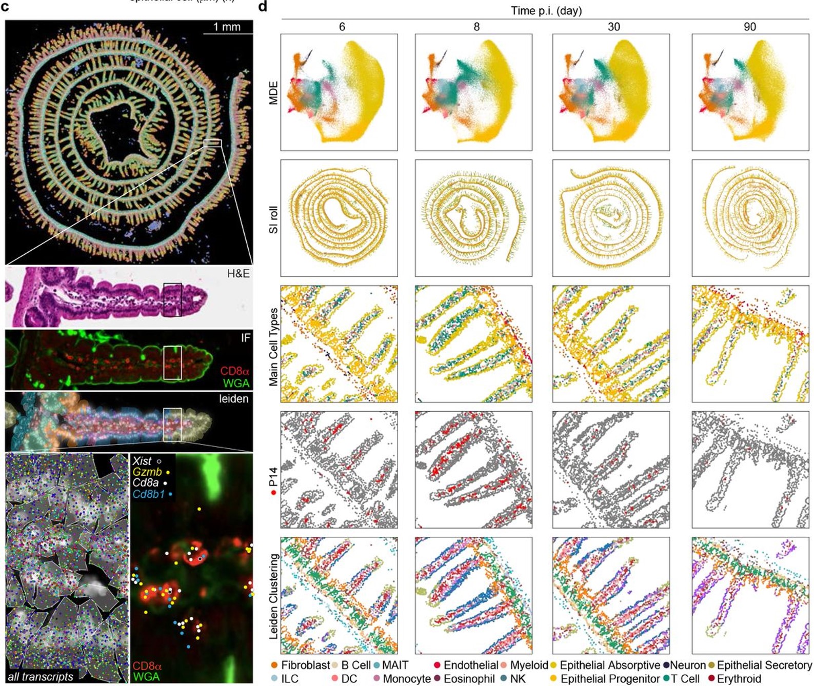 Functional Diversity of Memory CD8 T Cells is Spatiotemporally