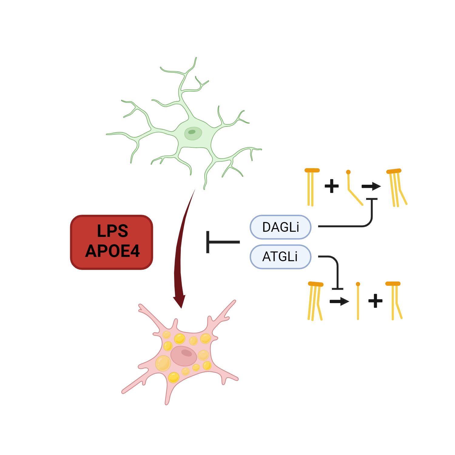 Triglyceride metabolism controls inflammation and APOE4 associated  