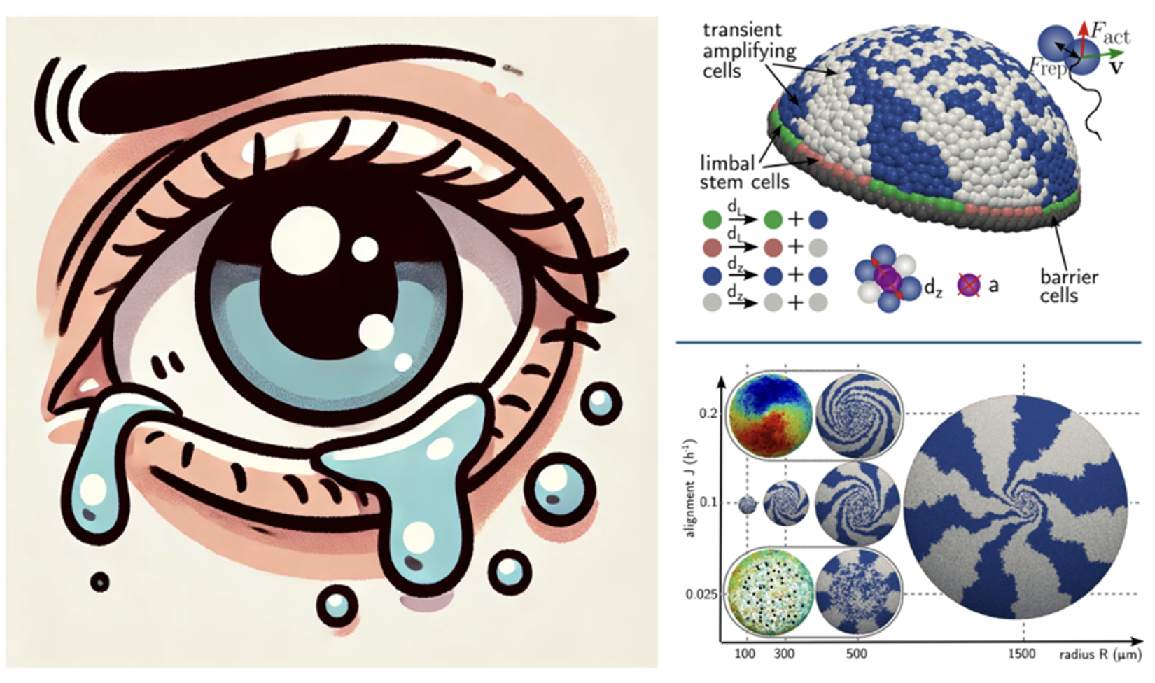 Spiral-eyes: A soft active matter model of in vivo corneal epithelial ...