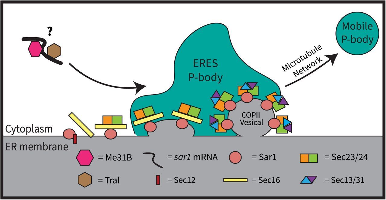 Figure 7 from the Milano et al preprint showing the model they envisage of P body regulation at ER exit sites.