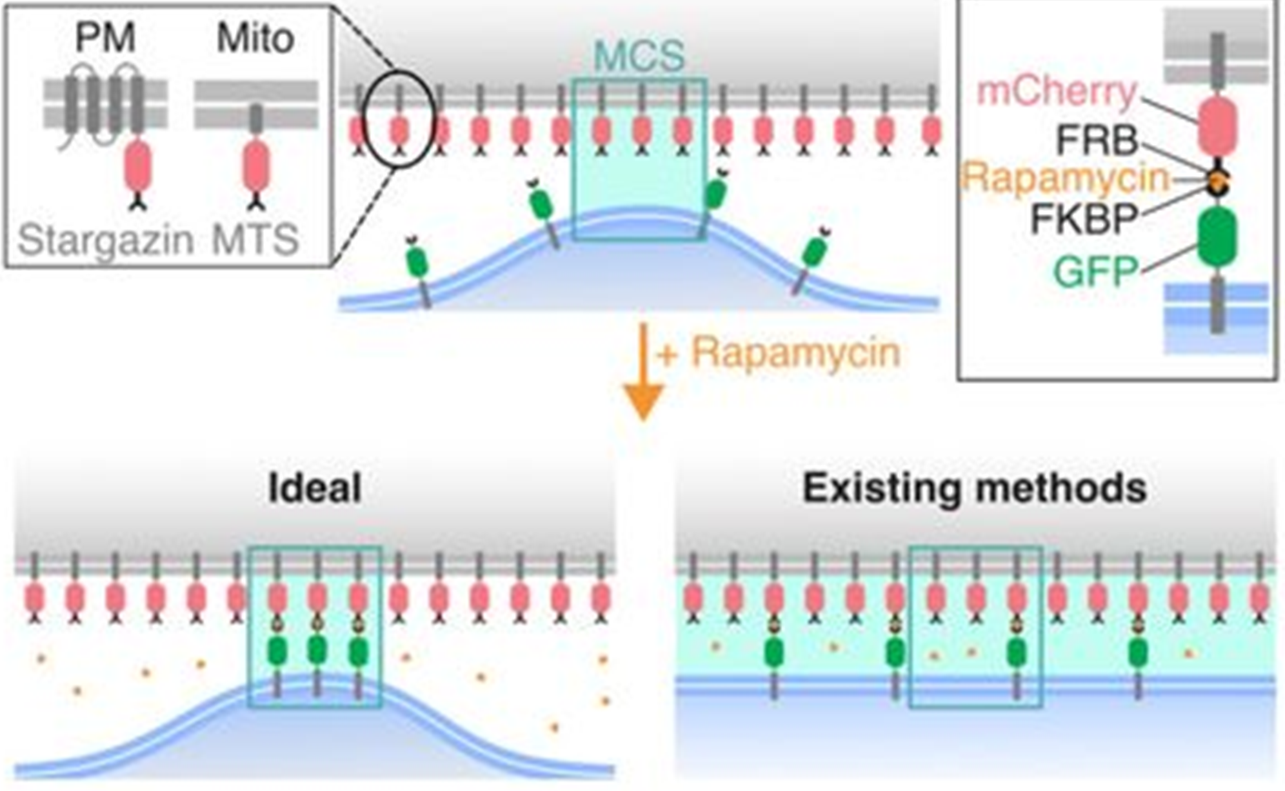 Diagram showing existing methods of labelling MCS and the ideal situation where MCS properties are not affected by labelling