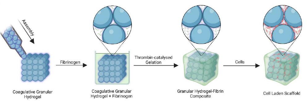 Coagulative Granular Hydrogels with an Enzyme Catalyzed Fibrin Network ...