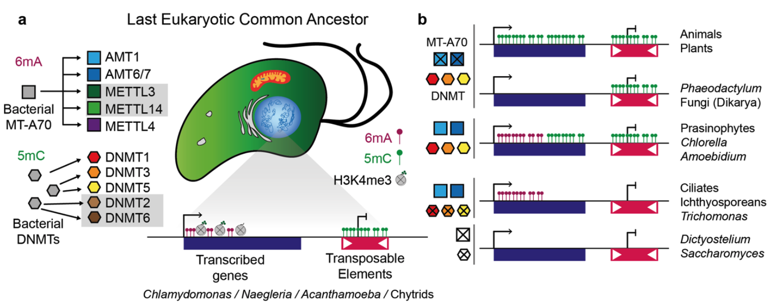 Adenine DNA methylation associated to transcription is widespread ...