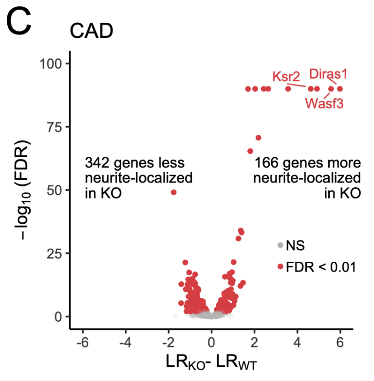 Rna Fish For Rnu6 TDP-43 directly inhibits RNA accumulation in neurites through ...