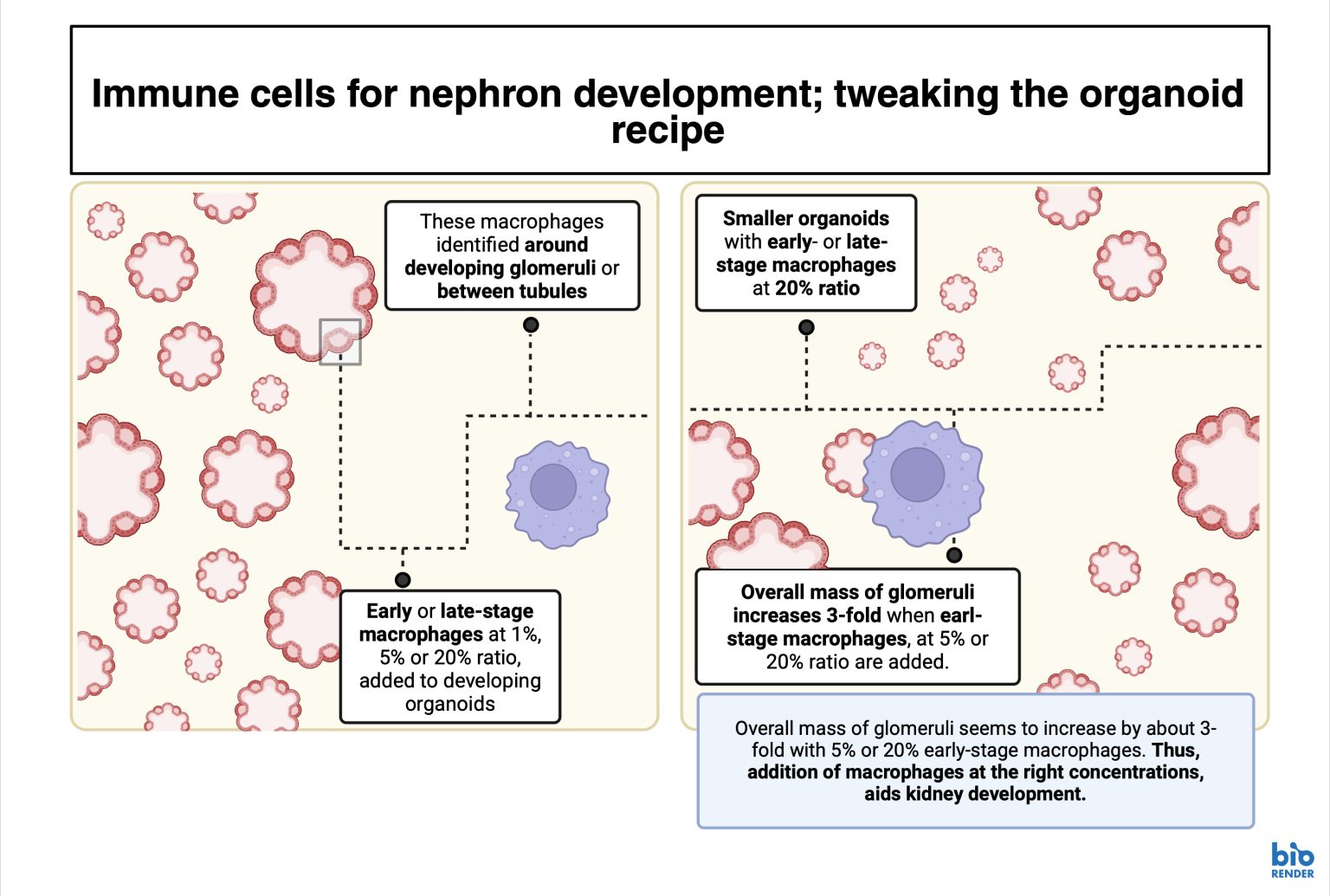 Human pluripotent stem cell-derived macrophages modify development of ...