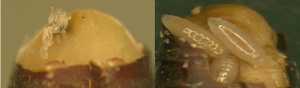 Fig. 2) Flesh fly puparium removed to show Nasonia eggs (left) and 5 day old larvae (right), Dwheelerau, 2010, creative commons https://creativecommons.org/licenses/by/3.0/deed.en